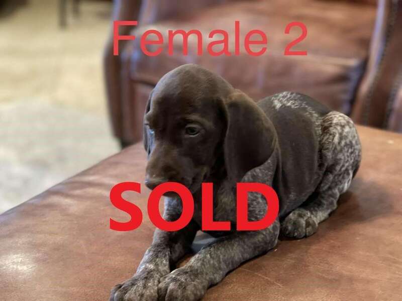 Female 2 Sold.jpeg